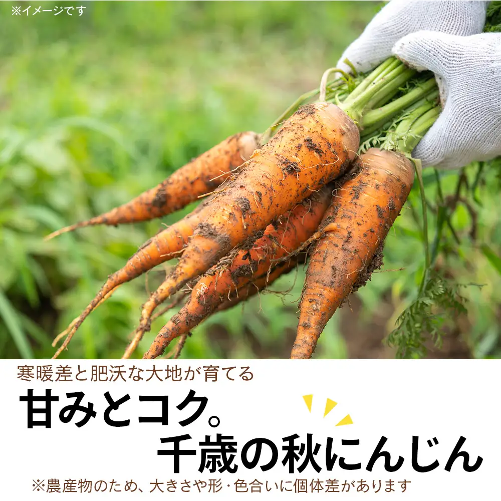 【2026年9月末より発送】北海道産 旬の秋ニンジン 10㎏ 【かねこ農園】