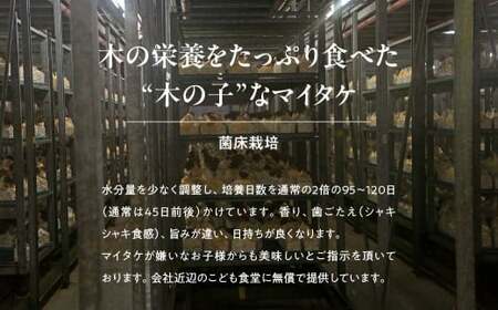 【12ヶ月定期便】長五郎 まいたけ 株500g×2 ほぐし300g×2 計19.2kg | きのこ きのこ  きのこ きのこ きのこ