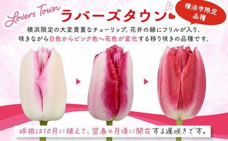 横浜限定チューリップ　ラバーズタウン栽培セット　株式会社サカタのタネ |  花 園芸 ガーデニング 庭 ベランダ 家庭 種苗 チューリップ  AOK0001