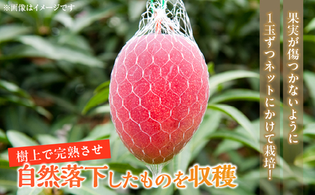 数量限定 宮崎県産 完熟マンゴー 2L×2玉 計700g以上 期間限定 フルーツ スイーツ 果物 くだもの 食品 グルメ デザート 国産 産地直送 人気 おすすめ おやつ 高級 ご褒美 贅沢 贈り物 ギフト プレゼント 令和8年発送分 宮崎県 日南市 送料無料_C142-25