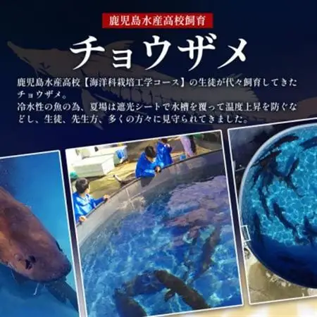 【数量限定】薩摩黒キャビア黒珠玉 鹿児島水産高校 枕崎キャビア【木箱入り】【20g×1箱】 C3-2【配送不可地域：離島】【1614940】