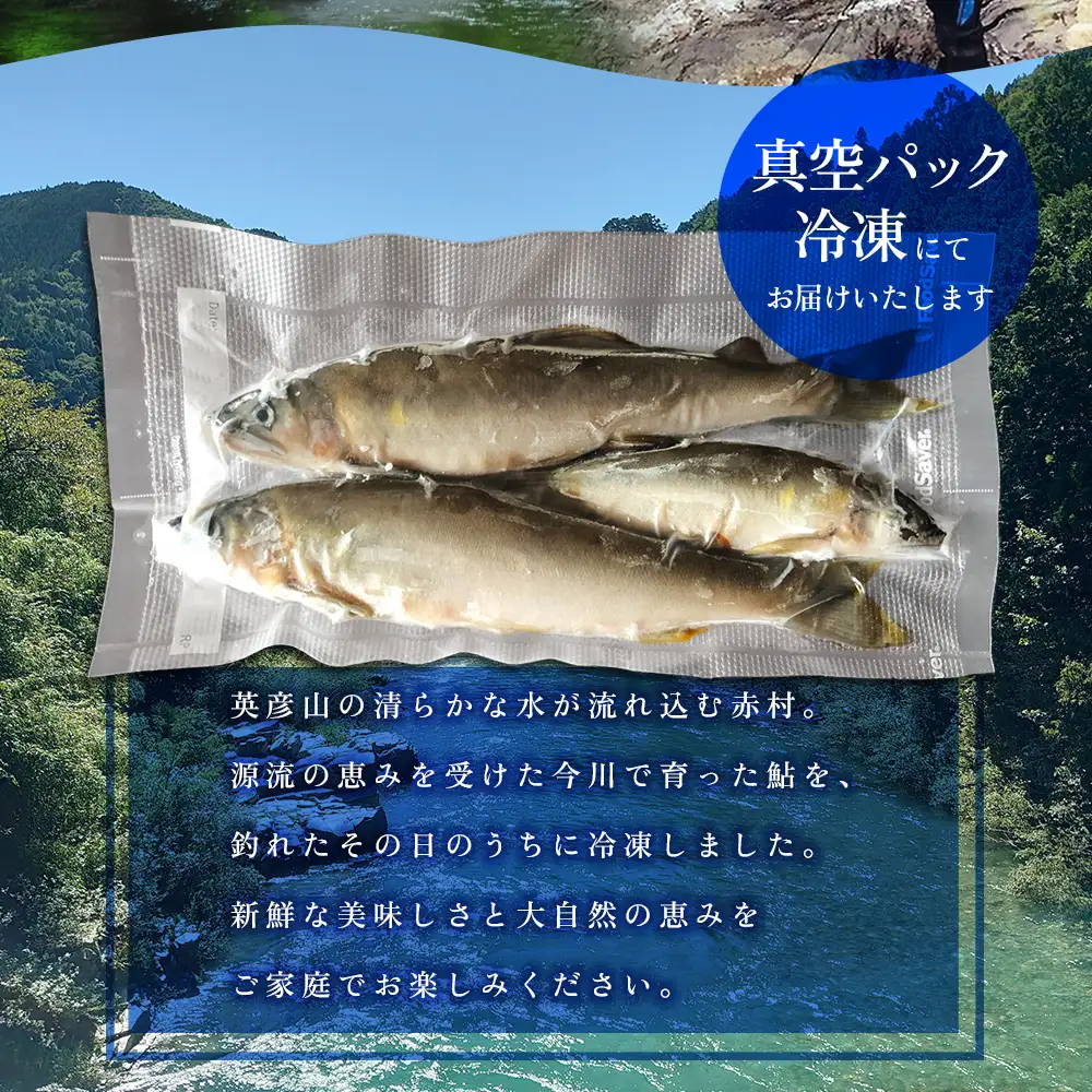 冷凍鮎　約500g 3E5