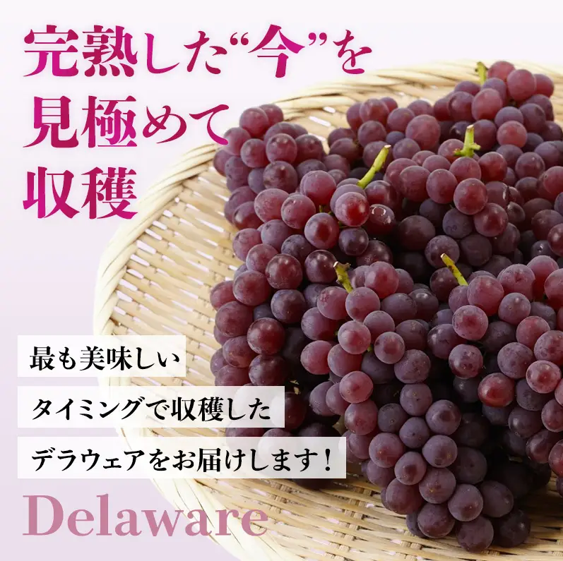 【2026年先行予約】数量限定 デラウェア3kg（15房前後）6月下旬～7月下旬発送特選 期間限定 ぶどう 葡萄 フルーツ 果物 くだもの 人気 贈答用 ギフト 先行予約 種なし旬 新鮮 家庭用 プレゼント 送料無料 贅沢 甘い