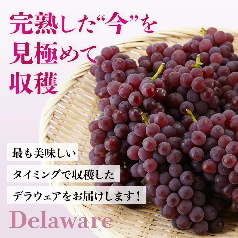 【2026年先行予約】数量限定 デラウェア4kg（20房前後）6月下旬～7月下旬発送｜特選 期間限定 ぶどう 葡萄 フルーツ 果物 くだもの 人気 贈答用 ギフト 先行予約 種なし 旬 新鮮 家庭用 プレゼント 送料無料 贅沢 甘い