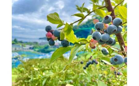 せとうち周防大島　周防大島ジャム４本セット