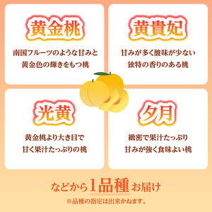 《先行受付》★黄桃（品種おまかせ）★ 約2kg(5～8玉) 秀品 【2026年8月中旬頃～発送予定】 063-003