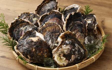 【指定日時必須】戸石産 岩牡蠣 計約3kg（生食用／カキナイフ付き）【2026年5月8日～8月31日迄発送予定】 牡蠣 カキ イワガキ 生牡蠣