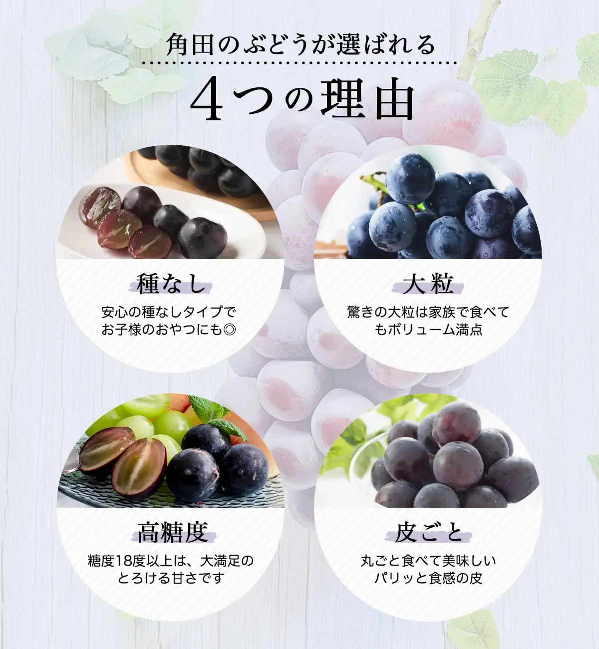 【2026年発送分先行予約】ナガノパープル１房（約500～600g）【2026年8月下旬以降順次】