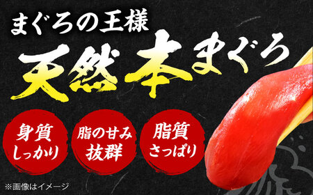 【全6回定期便】たね熟天然本まぐろ中トロ(320g)[AOCE032]マグロ