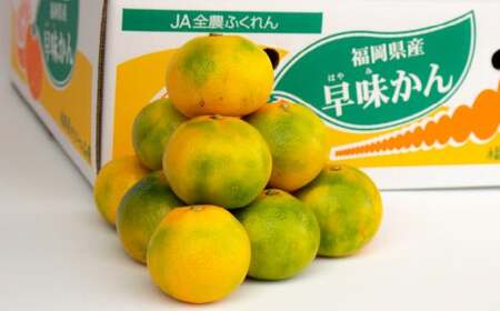 福岡県産 極早生みかん 早味かん 約2kg みかん ミカン フルーツ 果物 国産【2026年9月上旬～9月下旬発送予定】