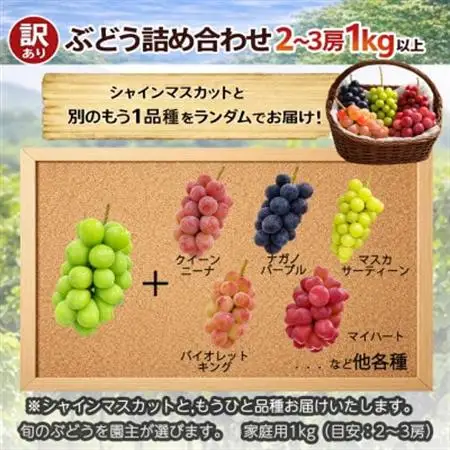 長野県中野市産のぶどう　2種食べ比べセット　計1kg(2～3房)【配送不可地域：離島】【1609757】