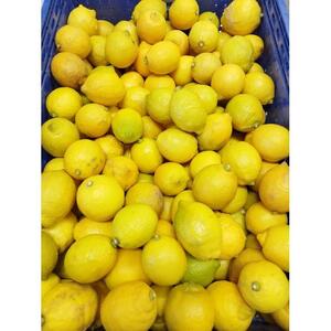 レモネード　900ml×3本セット