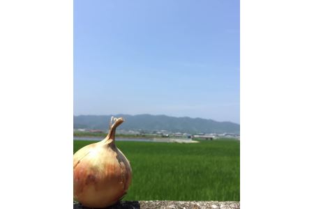 淡路島 農家直送完熟新玉ねぎ　◆配送4月末～