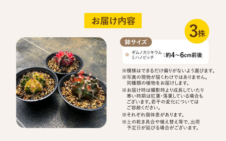 ギムノカリキウム ミハノビッチ 3株 Gymnocalycium mihanovichii 長与町/アグリューム[EAI223] 