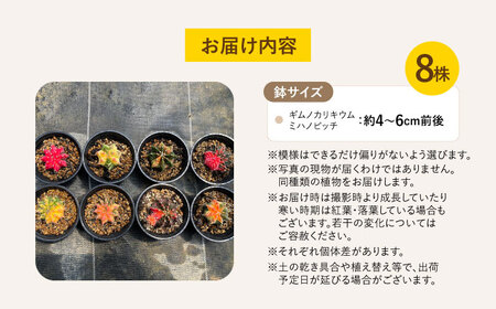 ギムノカリキウム ミハノビッチ 8株 Gymnocalycium mihanovichii 長与町/アグリューム[EAI225] 