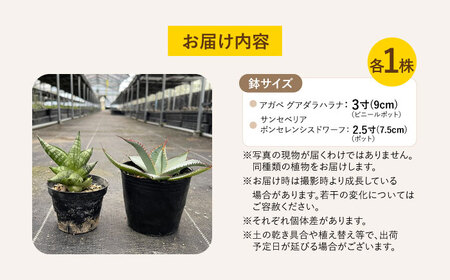 サンセベリア ボンセレンシスドワーフ ＆ アガベ グアダラハラナ 各1株 sansevieria boncellensis dwarf ＆ Agave guadalajarana 長与町/アグリューム[EAI237] 