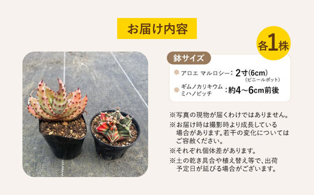 ギムノカリキウム ミハノビッチ ＆ アロエ マルロシー 各1株 Gymnocalycium mihanovichii＆ Aloe marlothii 長与町/アグリューム[EAI241] 