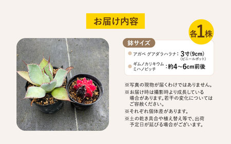 ギムノカリキウム ミハノビッチ ＆ アガベ グアダラハラナ 各1株 Gymnocalycium mihanovichii＆ Agave guadalajarana 長与町/アグリューム[EAI242] 