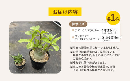 サンセベリア ボンセレンシスドワーフ ＆ アデニウム アラビカム 各1株 sansevieria boncellensis dwarf ＆ Adenium arabicum 長与町/アグリューム[EAI244] 
