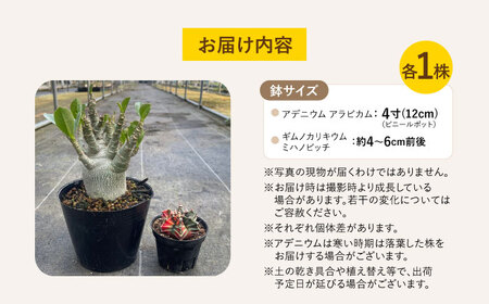ギムノカリキウム ミハノビッチ ＆ アデニウム アラビカム 各1株 Gymnocalycium mihanovichii ＆ Adenium arabicum 長与町/アグリューム[EAI245] 