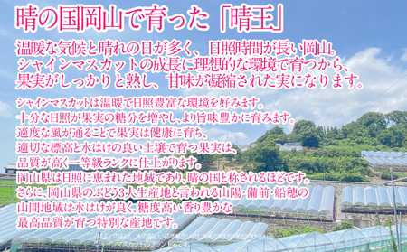 2026年予約受付中 シャインマスカット 晴王 7月～8月出荷 2房 約1.4kg  人気 岡山県産 種無し 皮ごと食べる みずみずしい  フレッシュ 晴れの国 おかやま 果物大国 ハレノフルーツ
