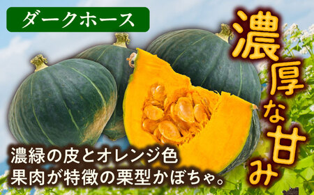 【先行予約】北海道 かぼちゃ ダークホース 2個 【9月中旬以降発送】足寄町/足寄アグリバイオ株式会社[BEAC009]