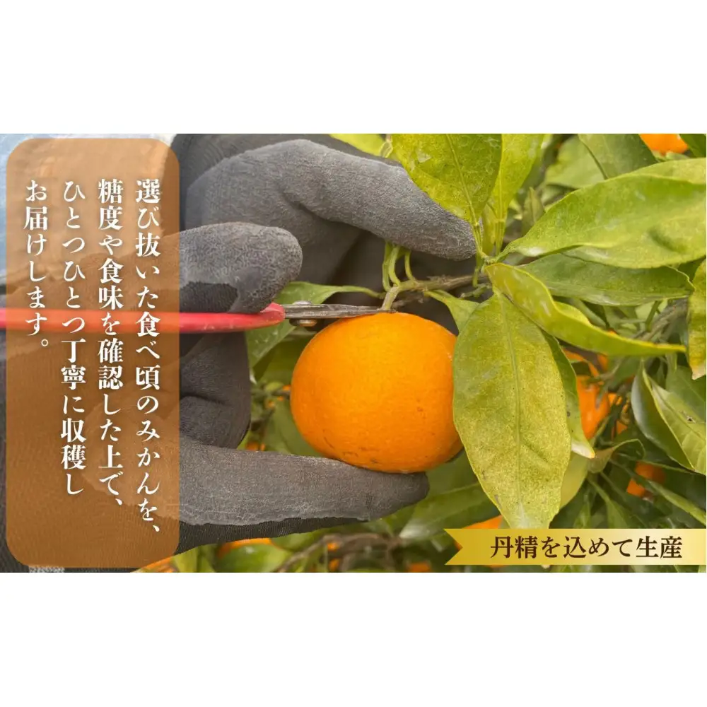 則村園産 有田みかん 2.5kg 温州みかん みかん 蜜柑 甘い 甘いみかん 有田 有田川町 和歌山