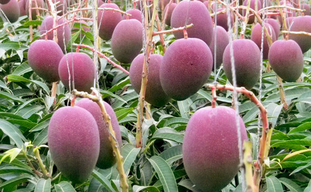 【2026年発送】サンフルーツ糸満のマンゴー家庭用 約1kg 産地直送 先行予約 フルーツ 果物 くだもの アップルマンゴー アップル アーウィン種 濃厚 デザート 贅沢 旬の果物 甘い おすすめ プレゼント 贈答 冷蔵 国産 沖縄 沖縄県産