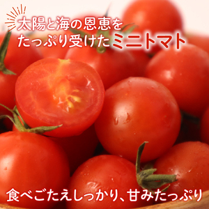ミニトマト 約2.1kg 伊藤SUN FARM 《12月-7月上旬発送》千葉県 旭市 【ミニトマト】