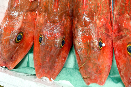 【12回定期便】大田市からお届け！旬のお魚セット【鮮魚 約5kg 定期便 12回 月1回 冷蔵 旬 魚 さかな 天然 天然魚 新鮮 地魚 産地直送 水揚げ次第発送 おまかせ セット 詰め合わせ お取り寄せ 大田市 和江漁港】