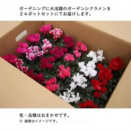 ガーデンシクラメン　色・品種おまかせ　24ポット【1602449】
