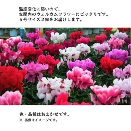 シクラメン　色・品種おまかせ　5号鉢×2鉢セット【1602462】