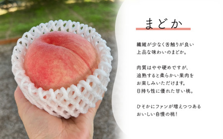 果樹園の人気桃「まどか」上級品 5-7玉 (岡山県産)【KF-A022-02】