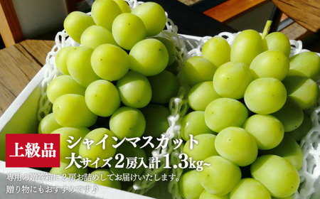シャインマスカット 岡山県産 数量限定シャインマスカット特大２房入/計1.3kg～ 【KF-B014-03】