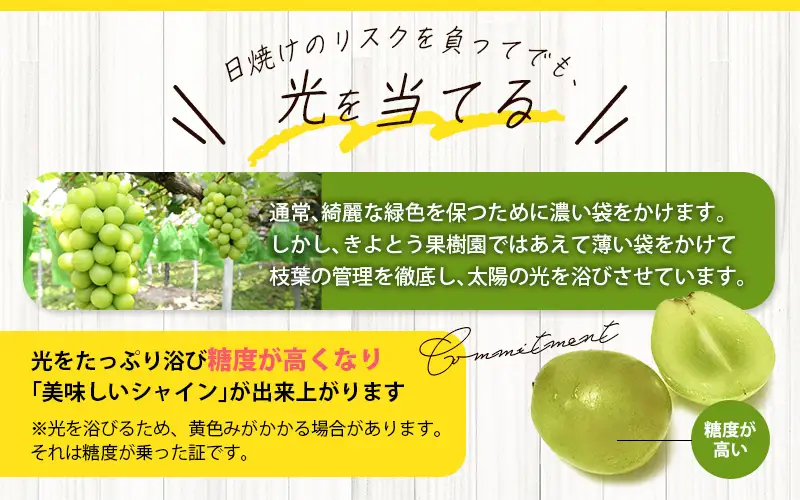 シャインマスカット 3-5房/計2kg～ (岡山県産) きよとう果樹園こだわりのシャイン！【KF-B016-03】