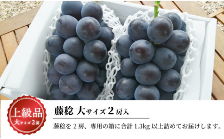 【2026年先行予約】大粒の藤稔 特大２房 / 計1.3kg～ (岡山県産) / ふじみのり 葡萄 きよとう果樹園【KF-B056-03】