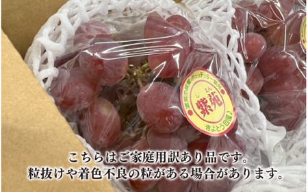 訳あり ぶどう 岡山県産 ご家庭用ぶどう紫苑(しえん)約2.2kg 【KF-B085-03】