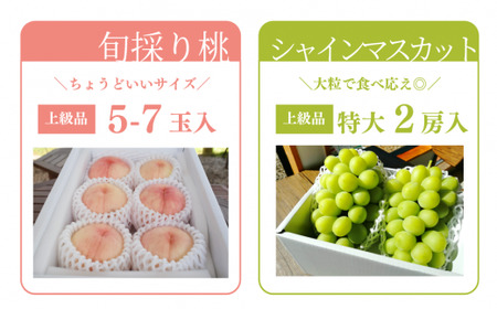 量より質！桃とシャインマスカット、上級品の2回便(定期便) (岡山県産) / 7月9月【KF-T018-04】