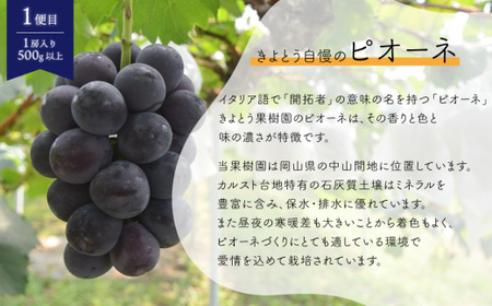 ちょっとずつ食べたい！ピオーネとシャインマスカットの１房お試し２回便！ (定期便)(岡山県産)【KF-T042-02】