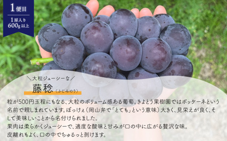 ちょっとずつ食べたい！藤稔とシャインマスカットの１房お試し２回便！ (定期便)(岡山県産)【KF-T043-02】