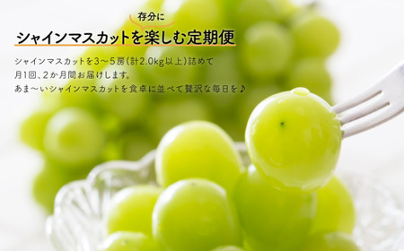 岡山のシャインマスカットを楽しむ満足2回便！3-5房入×２回/全便計4.0kg～ (定期便)(岡山県産)【KF-T046-03】