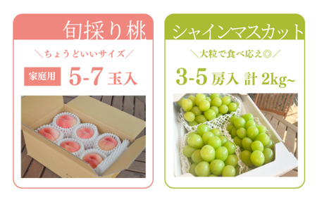 おかやまフルーツ便! 桃とシャインマスカットどっちも食べたい便! ２回便 (定期便)(岡山県産)【KF-T048-04】