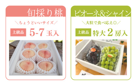 量より質！桃(5-7玉)とピオーネ＆シャインマスカット(特大２房)の2回便(定期便)(岡山県産) 2026年先行予約 【KF-T056-04】