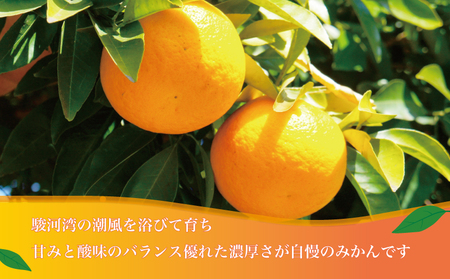 寿太郎みかん 約10kg みかん 蜜柑