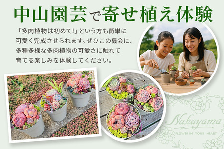 可愛い多肉植物寄せ植え体験鉢