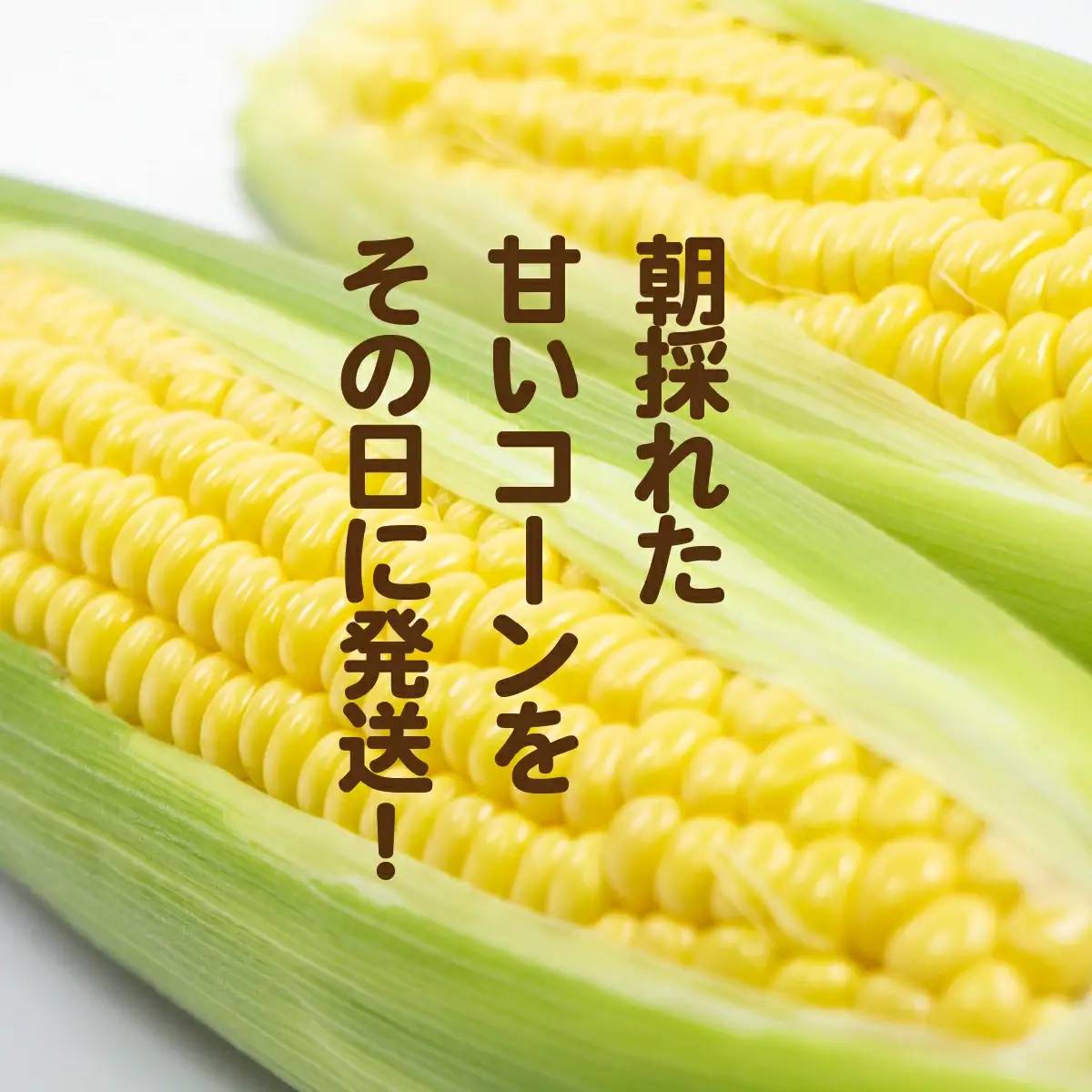 とうもろこし 訳あり おおもの 約6kg 先行予約 トウモロコシ