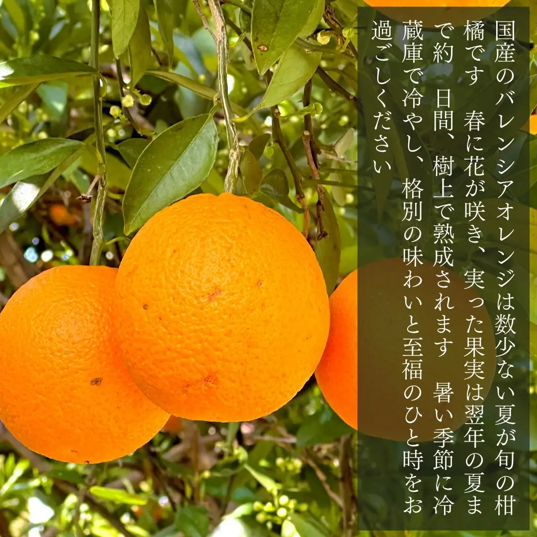 バレンシアオレンジ 国産 玉ぞろい 秀品 箱込 2.5kg (内容量 2.3kg ) 2L L M サイズのいずれか 和歌山県産 産地直送【みかんの会】