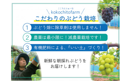 【2026年先行予約】 シャインマスカット 2～3房 1kg以上 【ギフト用】 ここちとふぁーむ 岡山県産シャインマスカット 【koko001-02】