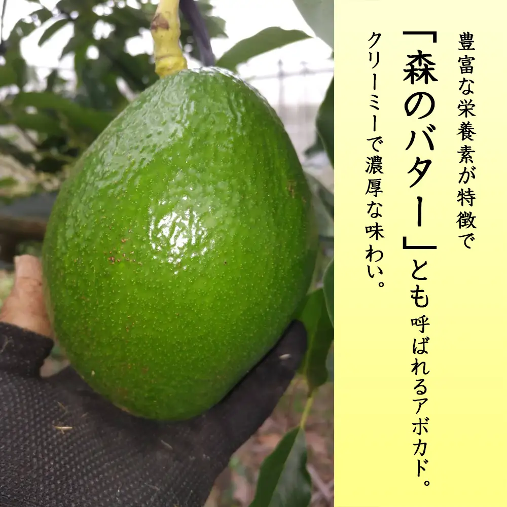 【2026年発送】南国奄美のアボカド 約1.5kg（2～4玉入） 鹿児島県 奄美群島 奄美大島 龍郷町 国産 奄美産 青果 果物 くだもの フルーツ 森のバター 不飽和脂肪酸 ビタミン ミネラル 葉酸 クリーミー 濃厚 なめらか お取り寄せ 農家直送