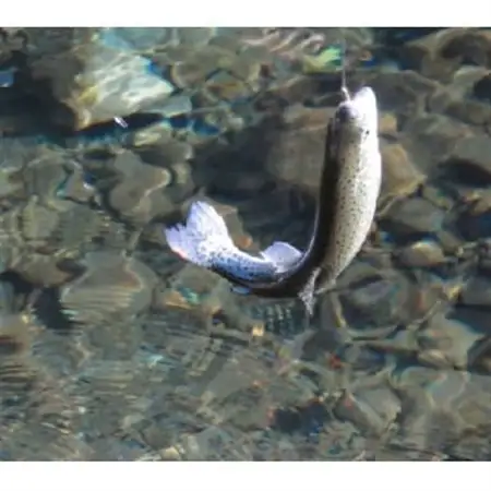秋川国際マス釣場【D:ルアー釣り券】【1392956】